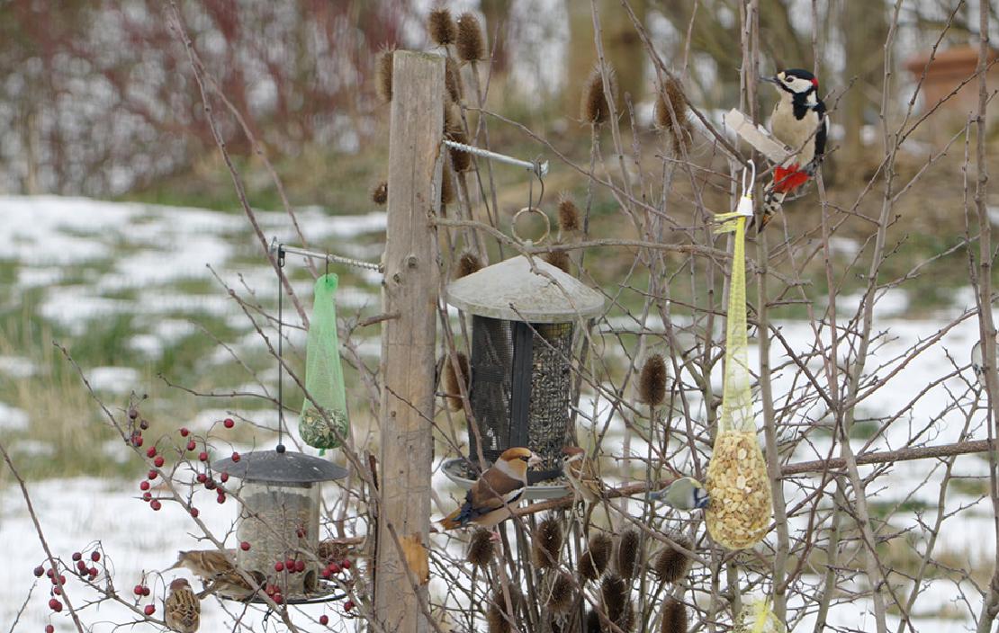 Birdwatching