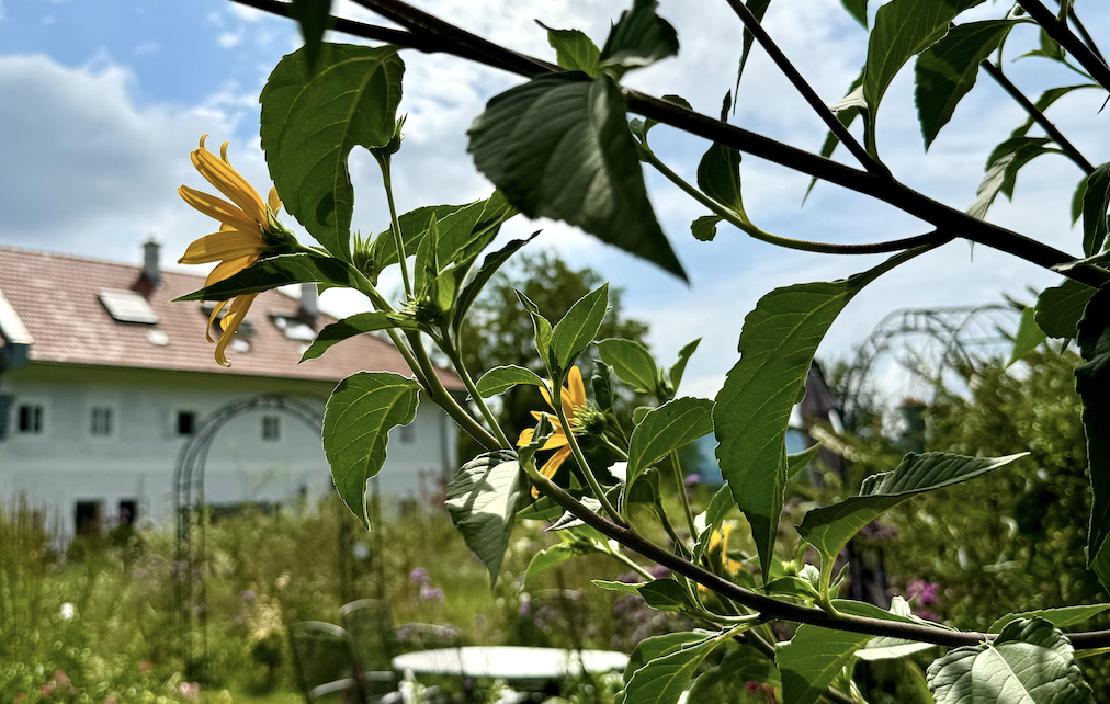 Der Sommer am Hof