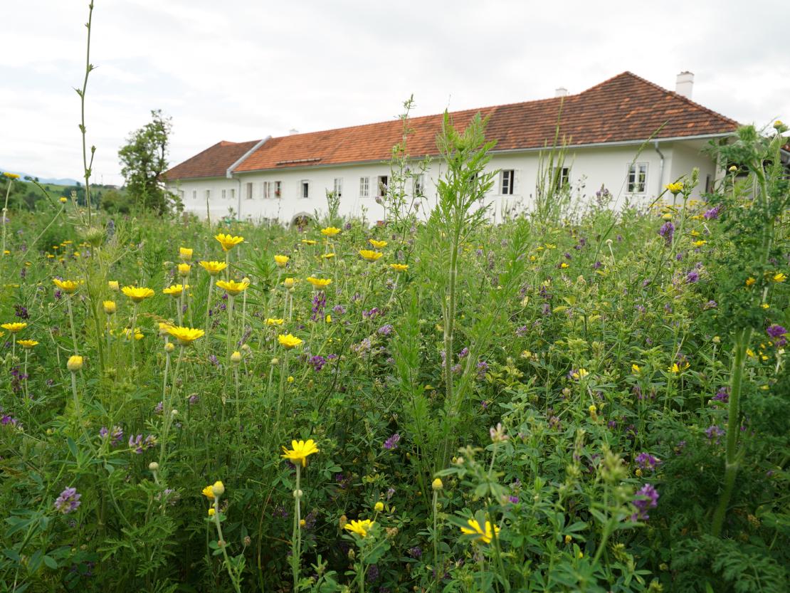 Der Hof der Mayr in der Wim