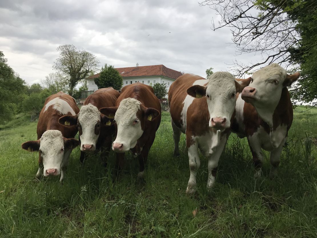 Glückliche Kühe auf einer Wiese